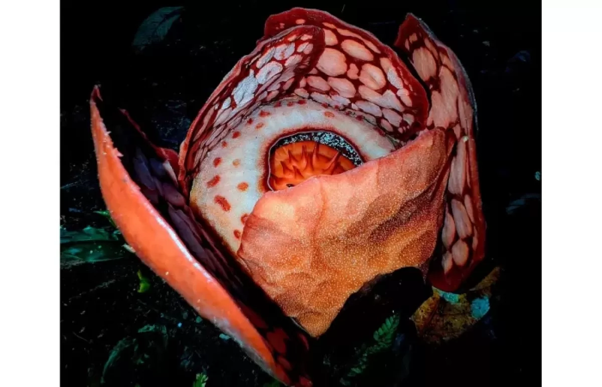 Ditunggu Para Peneliti, Ketahui Alasan Mengapa Rafflesia Hasseltii Perlu Waktu Sangat Lama untuk Mekar?