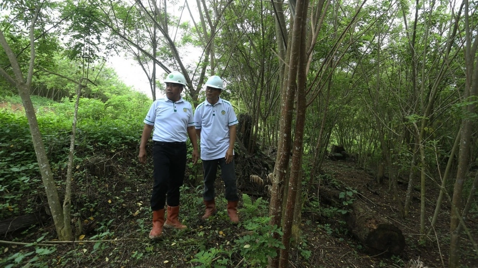 Intip Bahan Baku dan Pembentukan Energi Terbarukan Biomassa, Apa Merusak Lingkungan?