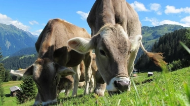 Waduh! Studi Temukan Bukti Hewan Ternak Makan Sampah Plastik, Bahayanya Apa Buat Kita?