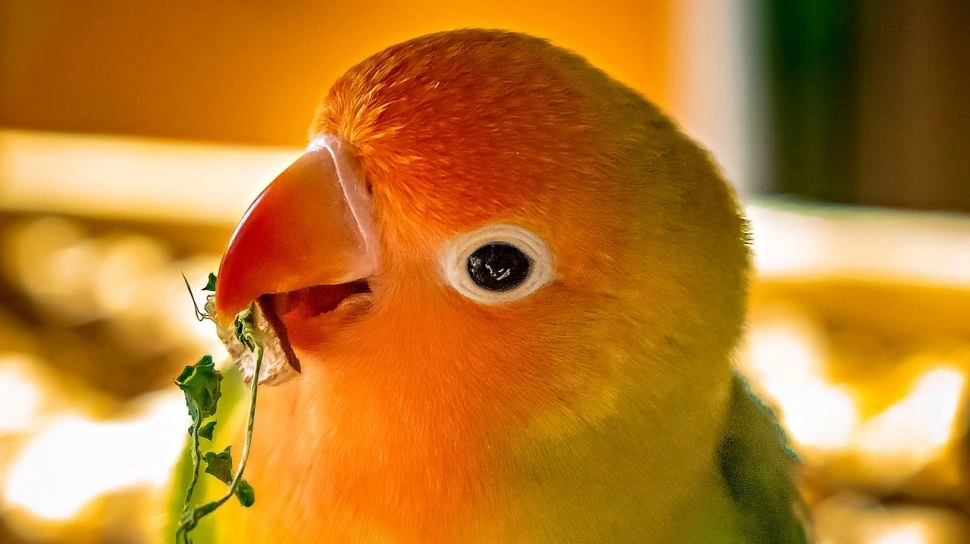 Mengenal Bird Theory Relationship yang Viral di TikTok, Tes Iseng yang Bisa Cek Kesehatan Hubungan