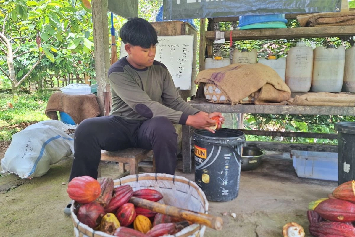 Produsen Kakao Terbesar di Asia, Indonesia Kontribusi 3 Persen Pasokan Dunia