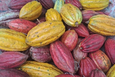 Terbesar di Asia, Bagaimana Posisi Industri Kakao Indonesia di Mata Dunia?