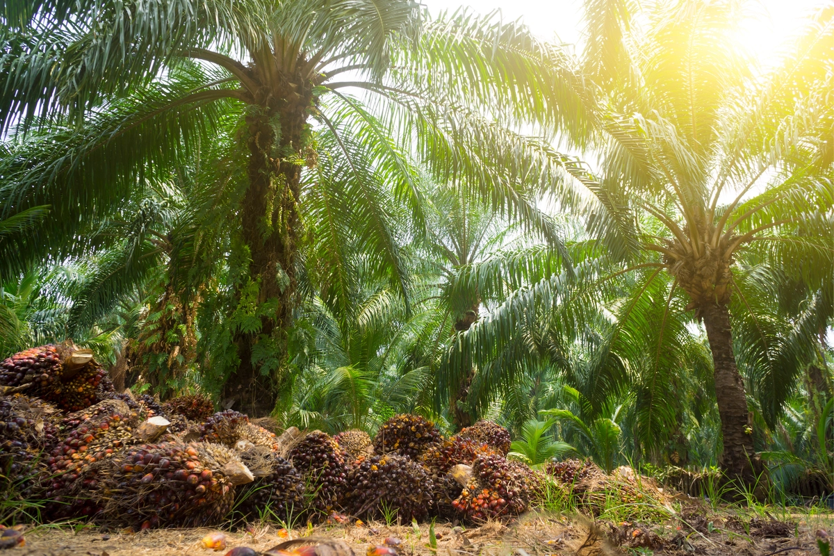 Mengenal HGU, Sertifikat yang Dimiliki Banyak Perusahaan Sawit