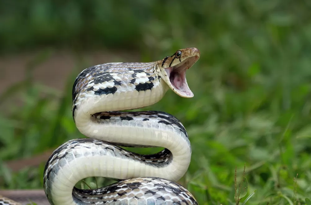 Waspada Bahaya Gigitan Ular Berbisa saat Healing ke Alam! Kenali Jenis Racun dan Lakukan 5 Langkah Pertolongan Pertama Ini