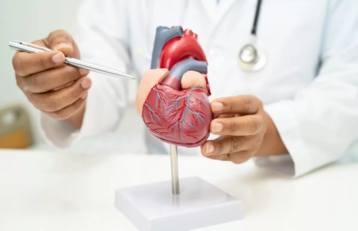 Benarkah Manusia Punya “Jantung Kedua”? dr Vito Damay Jelaskan Perannya di Betis