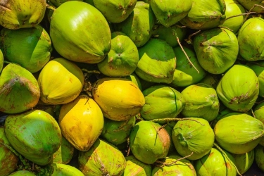 Ekspor Kelapa Melesat 143,90 Persen, Paling Bangak ke China dan Vietnam