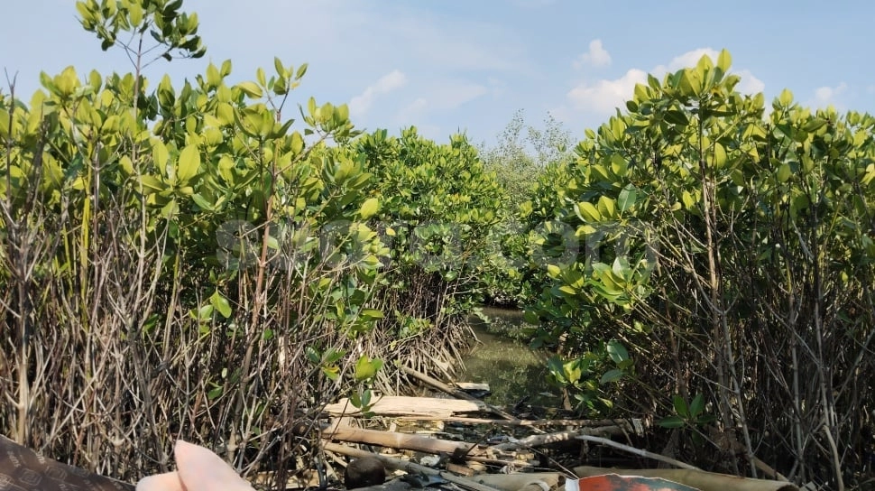 Saat Pesisir Tergerus, Bagaimana Karbon Biru Bisa Jadi Sumber Pemulihan dan Penghidupan Warga?