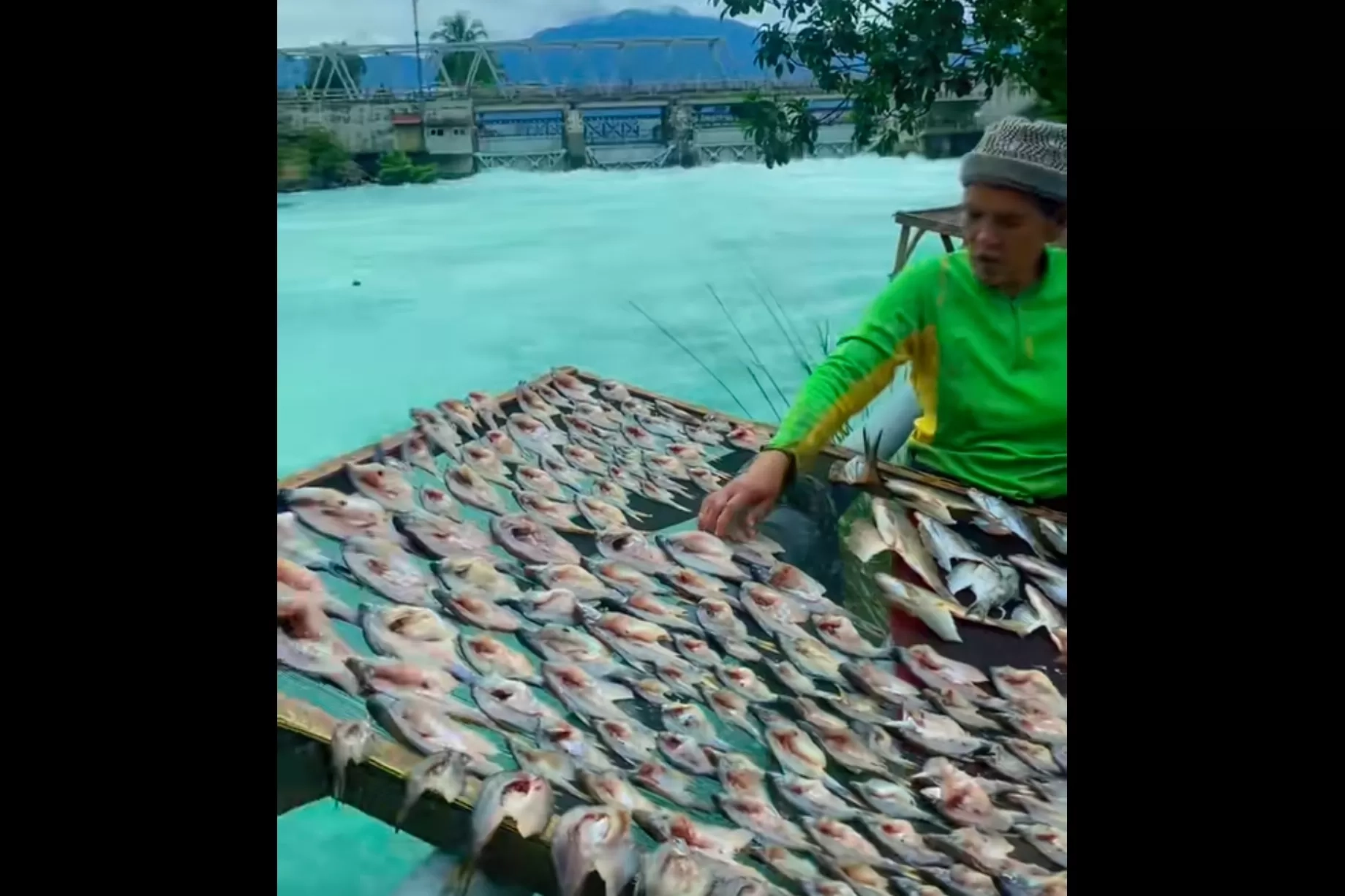 Berkah Aliran Air Jernih Danau Singkarak di Sungai Ombilin Sumbar: Warga Panen Ikan yang Mabuk Disapu Air
