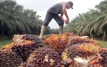 Langkah Industri Sawit Beri Perlindungan Pekerja Perempuan dan Bebas Pekerja Anak