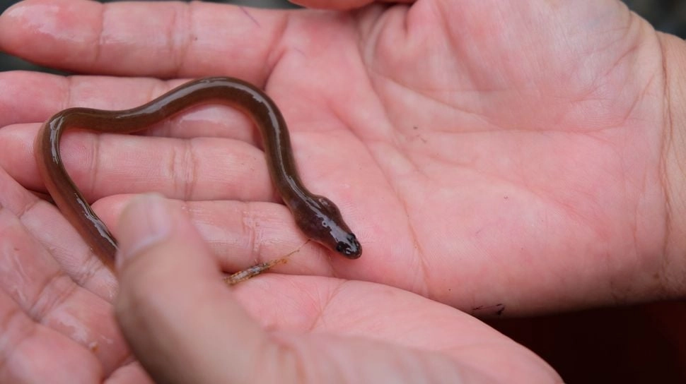 Ikan Sidat, Harta Karun Gizi Asli Indonesia: Rahasia Nutrisi Tinggi dalam Susu Flyon