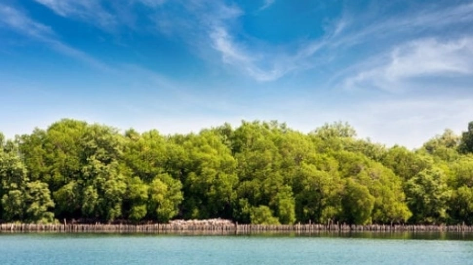Benteng Alami Senilai Ribuan Triliun: Peran Mangrove dalam Melindungi Kota Pesisir
