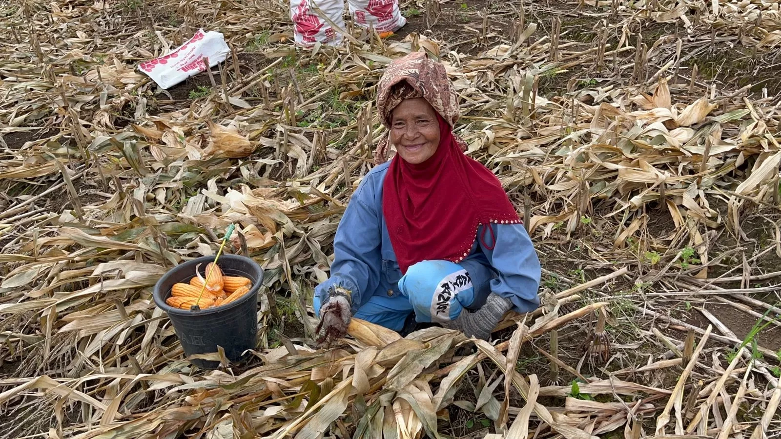 Ada Penjarahan di Sibolga saat Dilanda Bencana, Kemenkeu Ingatkan Pentingnya Ketahanan Pangan di Tanah Air
