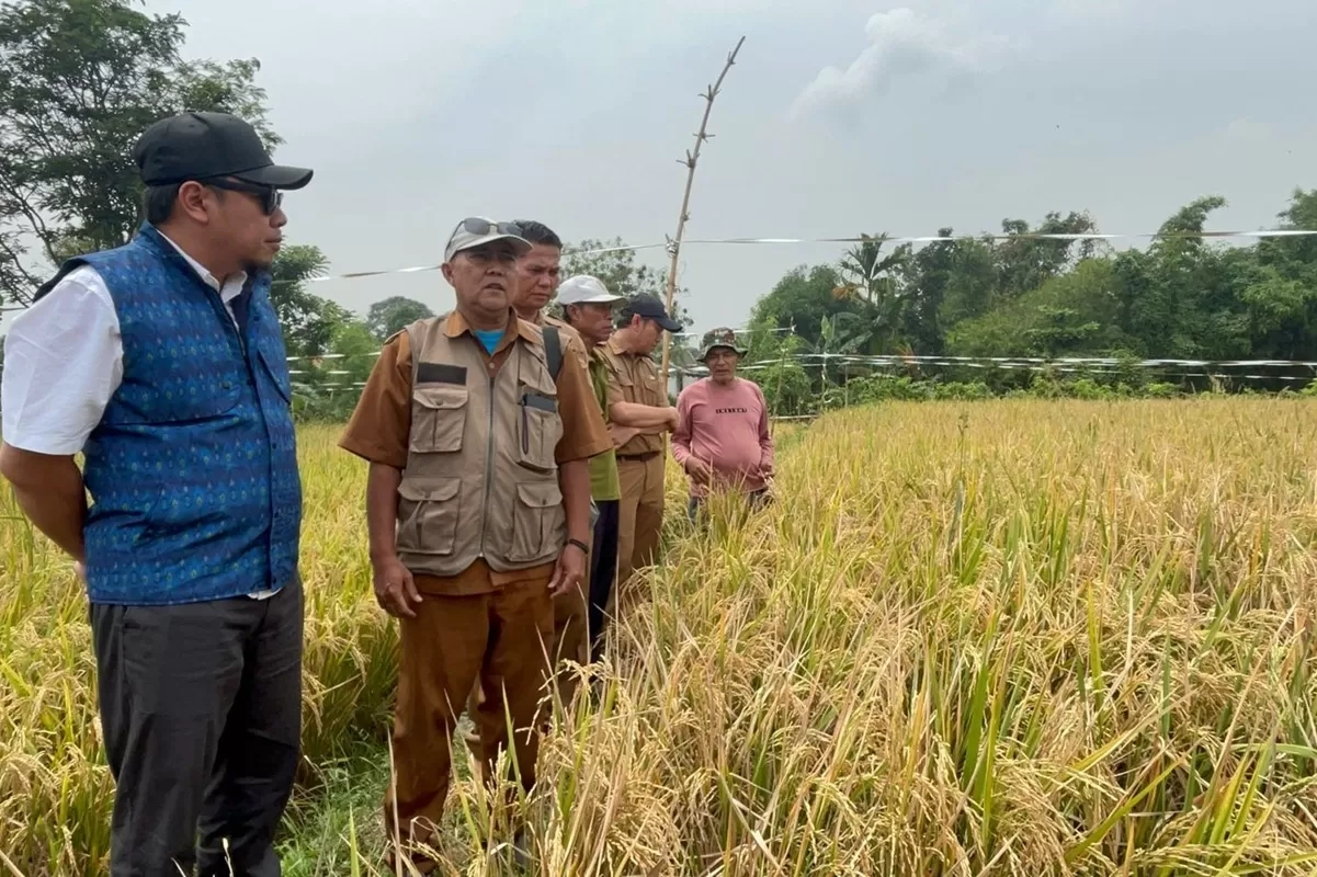 Dukung Asta Cita Ketahanan Pangan, Produktivitas Inpari Nutrizinc capai 6,2 Ton per Hektare