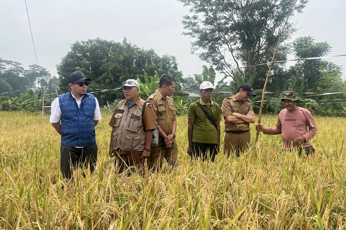 Dukung Ketahanan Pangan, PT PII Dampingi Petani Karawang Tanam Bibit Unggul