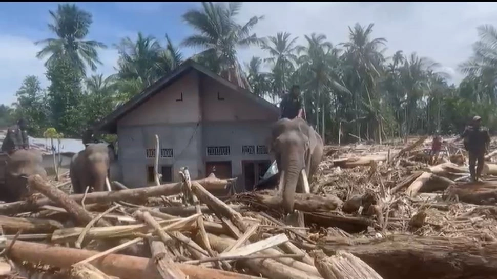 Aksi 4 Ekor Gajah di Pidie Jaya, Jadi 'Kuli Panggul' Sekaligus Penyembuh Trauma