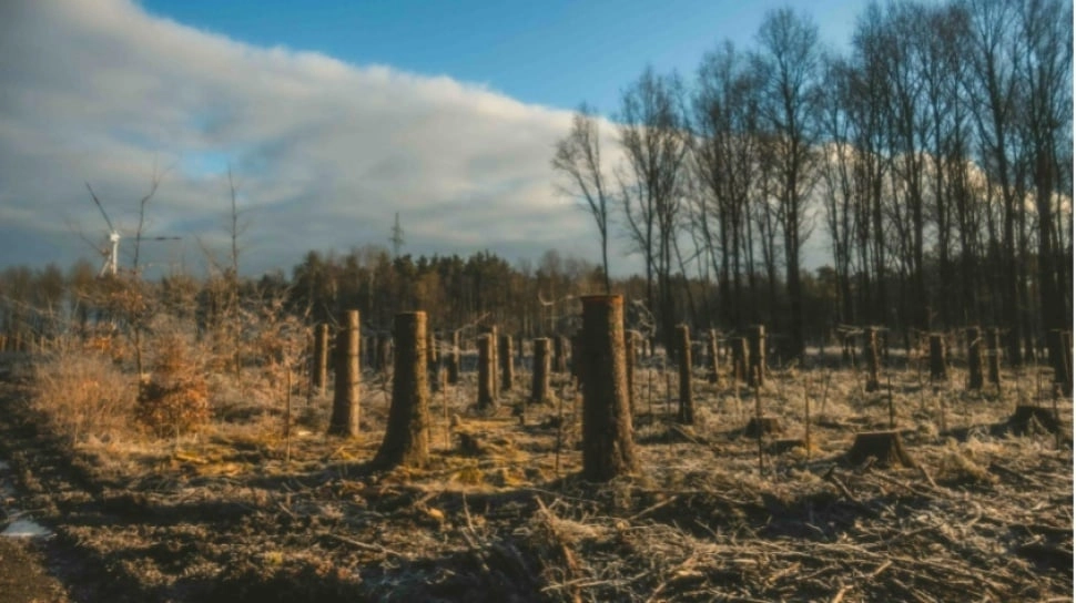 Sulap Hutan Jadi Lahan Sawit dan Tambang, Satgas PKH Denda 71 Perusahaan