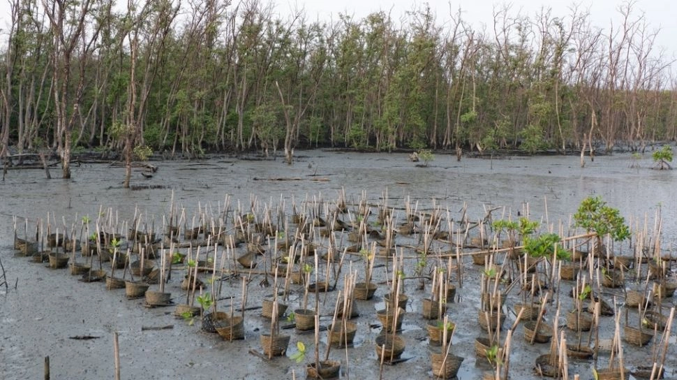 Ketika Niat Baik Merusak Alam: Apa yang Bisa Dipelajari dari Gagalnya Restorasi Mangrove di Filipina