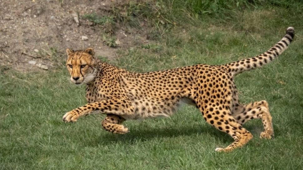 Mengintip Hewan-Hewan Tercepat di Darat, Laut, dan Udara