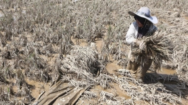 Pemerintah Bakal Hapus Utang KUR Debitur Terdampak Banjir Sumatera, Total Bakinya Rp7,8 T