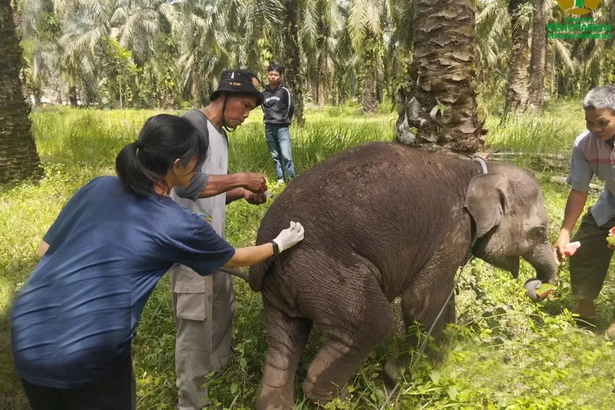 Viral Tubuh Gajah Dilukis Turis hingga Dikecam Sherina Munaf, BKSDA Bali Pastikan Video Lama
