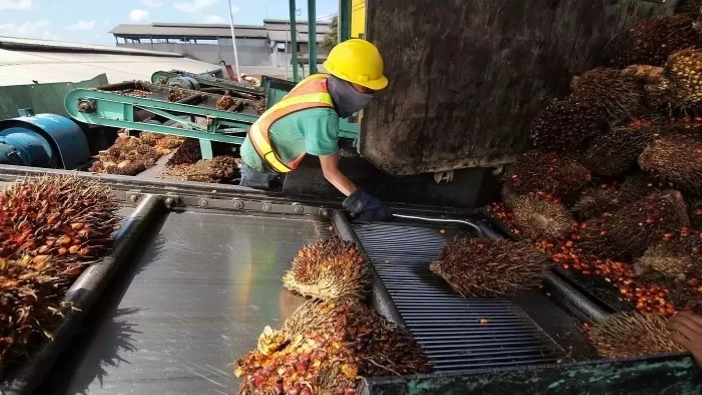 Tekanan Pasar Global dan Serapan Domestik Tinggi Jadi Penopang Optimisme Produsen CPO