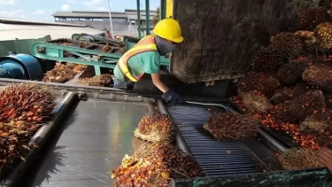 Tekanan Pasar Global dan Serapan Domestik Tinggi Jadi Penopang Optimisme Produsen CPO