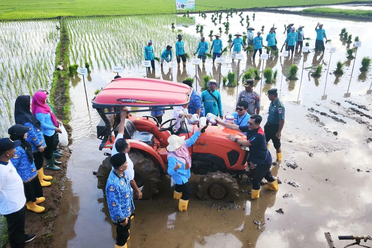 Lahan Pesisir Jepara Bangkit lewat Padi Biosalin