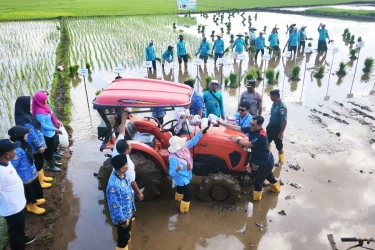 Lahan Pesisir Jepara Bangkit lewat Padi Biosalin