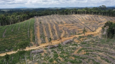 Profil PT Mayawana Persada, Deforestasi Hutan dan Pemiliknya yang Misterius