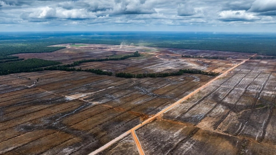 Rencana Sawit di Papua Dikritik, Prabowo Dinilai Siapkan Bencana Ekologis Baru
