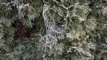 Unik dan Penuh Makna! Tradisi Natal di Ukraina Hadirkan Laba-Laba sebagai Simbol Keberuntungan yang Menawan