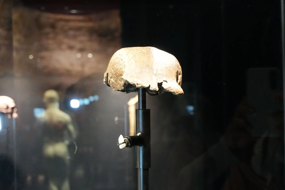 Kembali ke Indonesia, Fosil Homo Erectus ''Java Man'' Dipamerkan di Museum Nasional