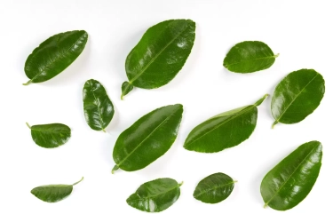 Lebih Dari Bumbu Dapur Biasa, Intip 3 Manfaat Lain Daun Jeruk Purut yang Jarang Dibahas!