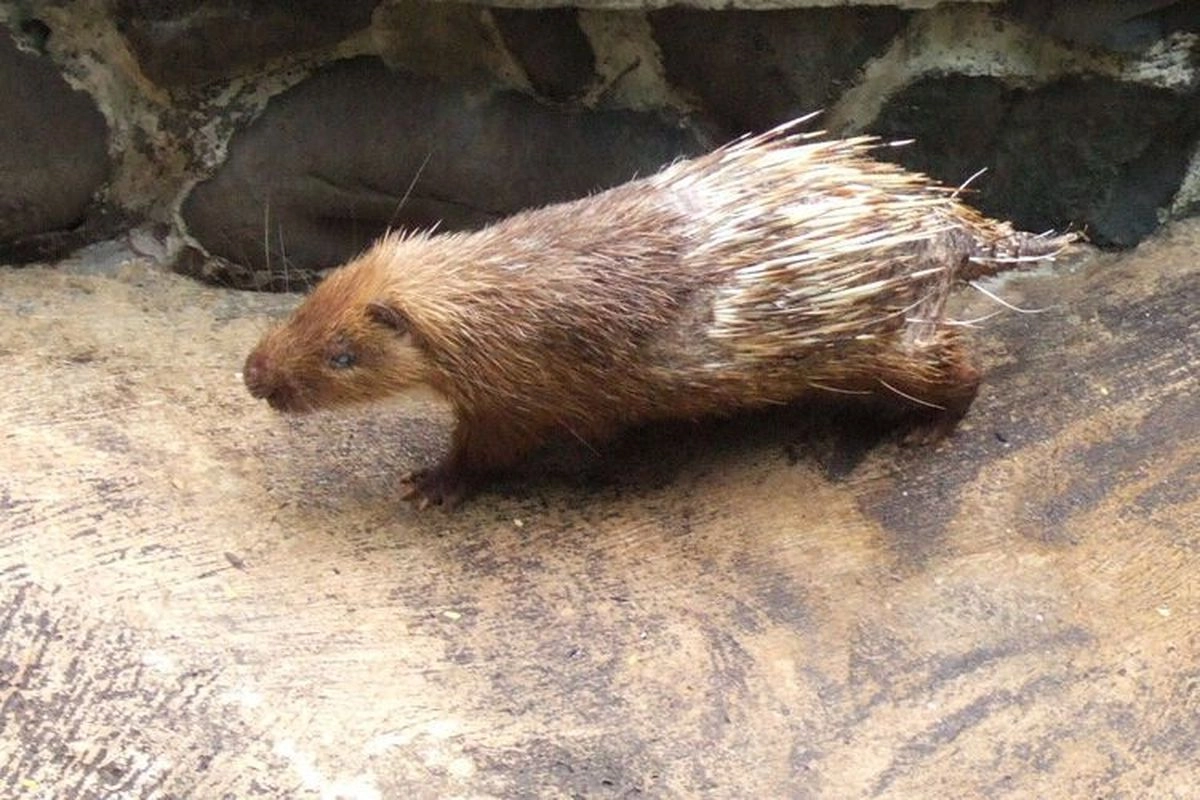 Komjak Dorong Pendekatan Kemanusiaan di Kasus Darwanto dan Landak Jawa