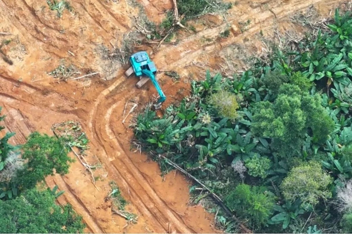Pencabutan PBPH: Tanggung Jawab Negara atas Kerusakan Lingkungan?