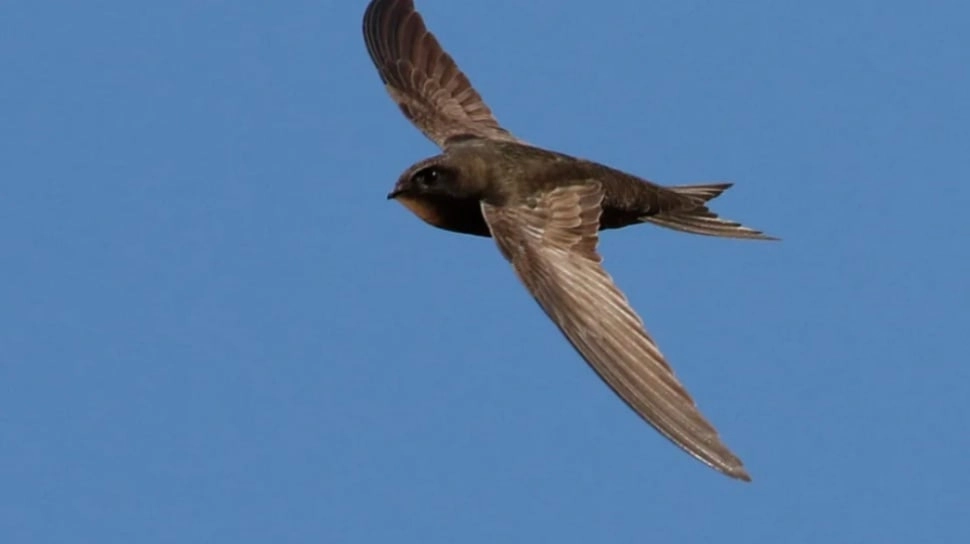 Fakta Unik Burung Walet Kelapa: Otot Sayap Tangguh bak Kawat, Mampu Terbang Nonstop Hingga 10 Bulan