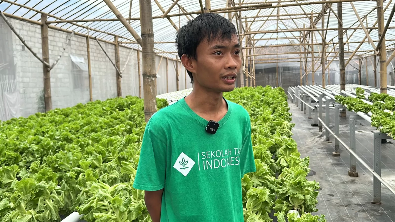 Tiga Tahun Merintis Hidroponik, Petani Milenial di Madiun Akhirnya Banjir Order dari Program MBG