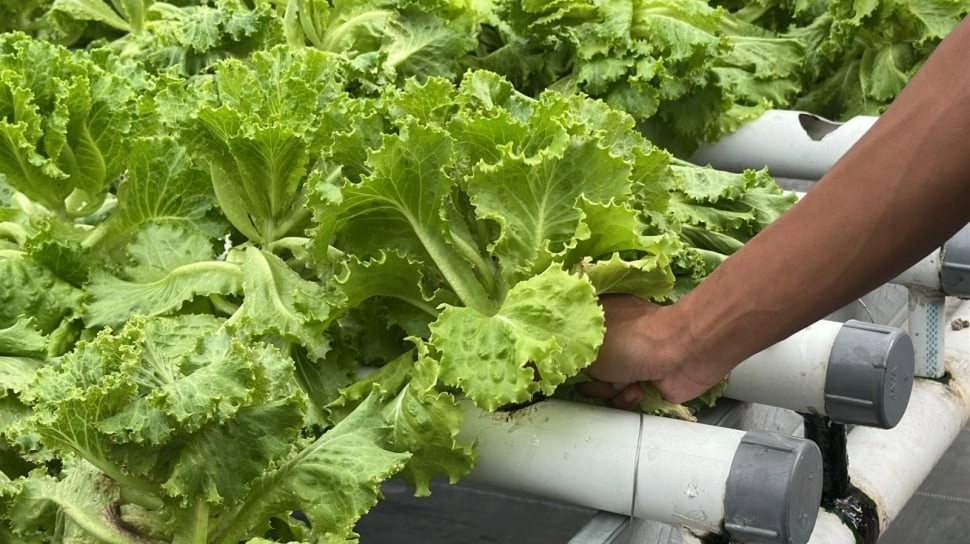 Jadi Pemasok MBG, Omzet Petani Hidroponik di Madiun Naik 100 Persen