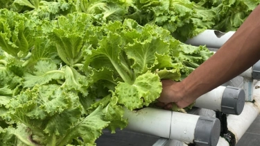 Jadi Pemasok MBG, Omzet Petani Hidroponik di Madiun Naik 100 Persen