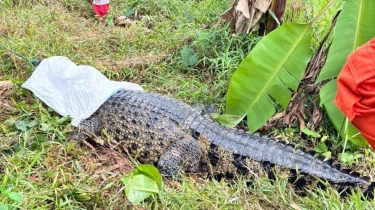 Diduga Peliharaan Lepas, Damkar Bekasi Evakuasi Buaya Raksasa di Sawah Bantargebang Selama Dua Jam