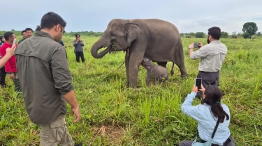 Populasi Gajah Sumatera Makin Kritis, Kemenhut Gandeng Vantara Revitalisasi Rumah Sakit Gajah