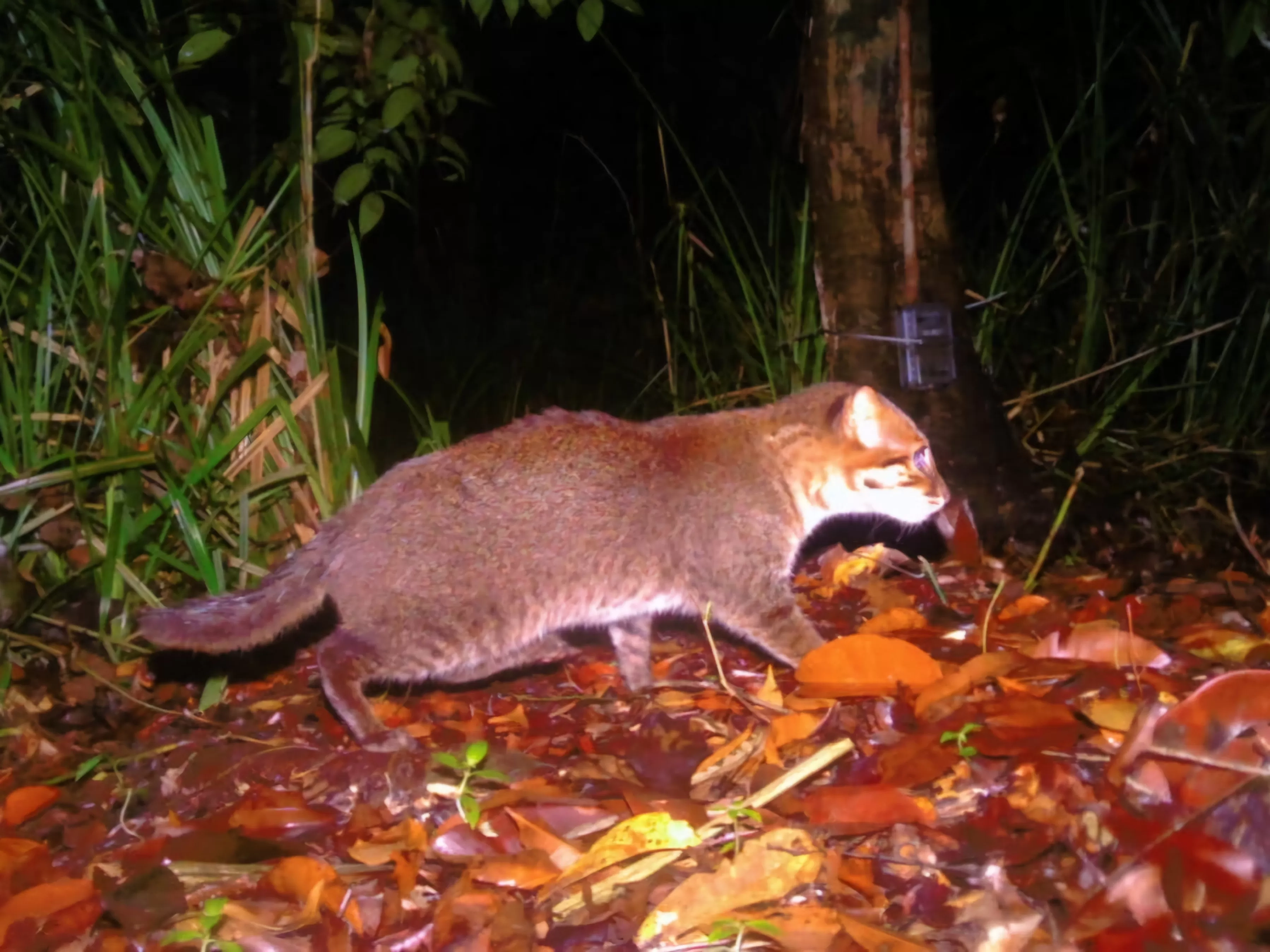 30 Tahun Menghilang, Kucing Paling Langka di Dunia Tiba-tiba Muncul di Thailand