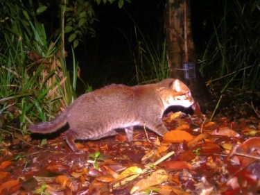 30 Tahun Menghilang, Kucing Paling Langka di Dunia Tiba-tiba Muncul di Thailand