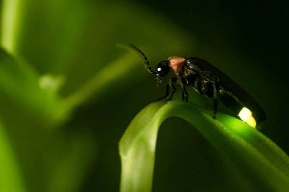 Kunang-kunang di Kebun Raya Bali, Kapan Bisa Ikut Trip Melihatnya?