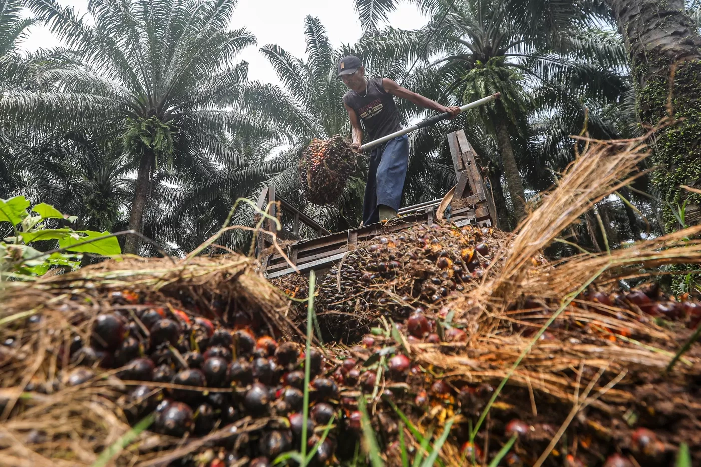 Petani Berharap Stabilitas Iklim Usaha Kelapa Sawit Nasional