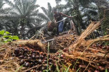 Petani Berharap Stabilitas Iklim Usaha Kelapa Sawit Nasional