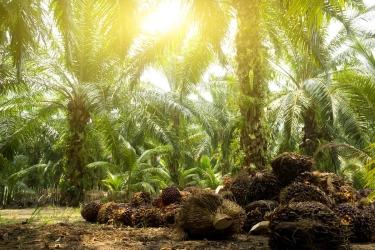 Asosiasi Usul ke Pemerintah Benahi Penerbitan Kebun Sawit di Kawasan Hutan