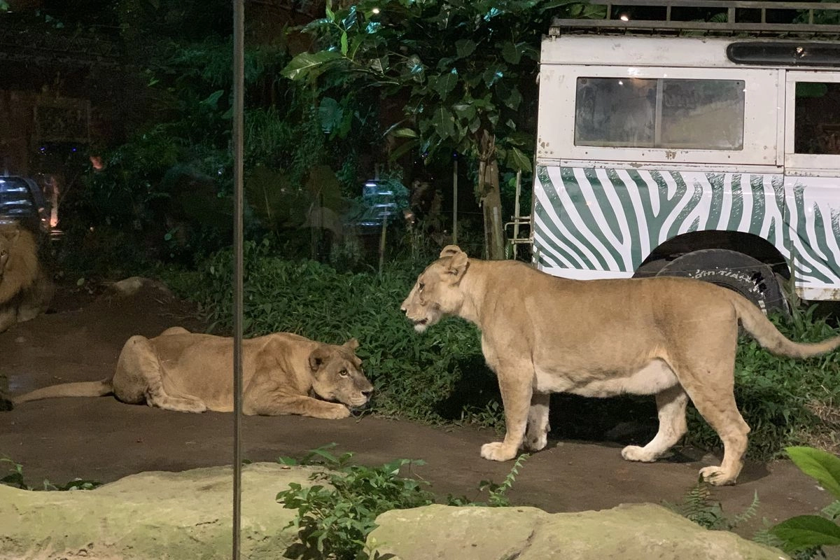 Harga Tiket Masuk Taman Safari Bogor Selama Libur Akhir Tahun 2025