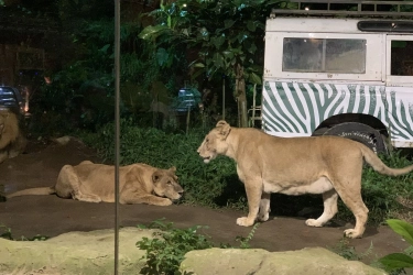 Harga Tiket Masuk Taman Safari Bogor Selama Libur Akhir Tahun 2025