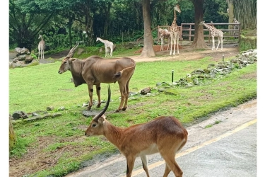 Panduan Liburan Akhir Tahun ke Taman Safari: Atraksi hingga Antisipasi Macet